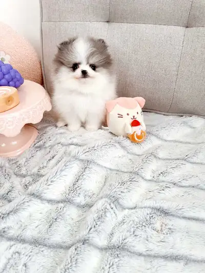 Tiny Pomeranian pups, View more