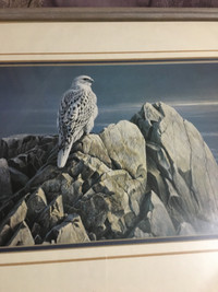 Eagle on mountain cliff 