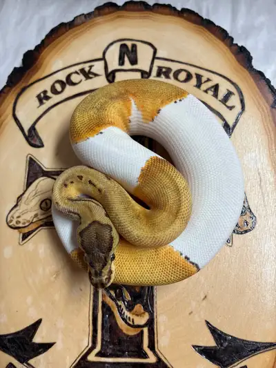 Pied Super Orange Dream Pinstripe Ball Python , View more