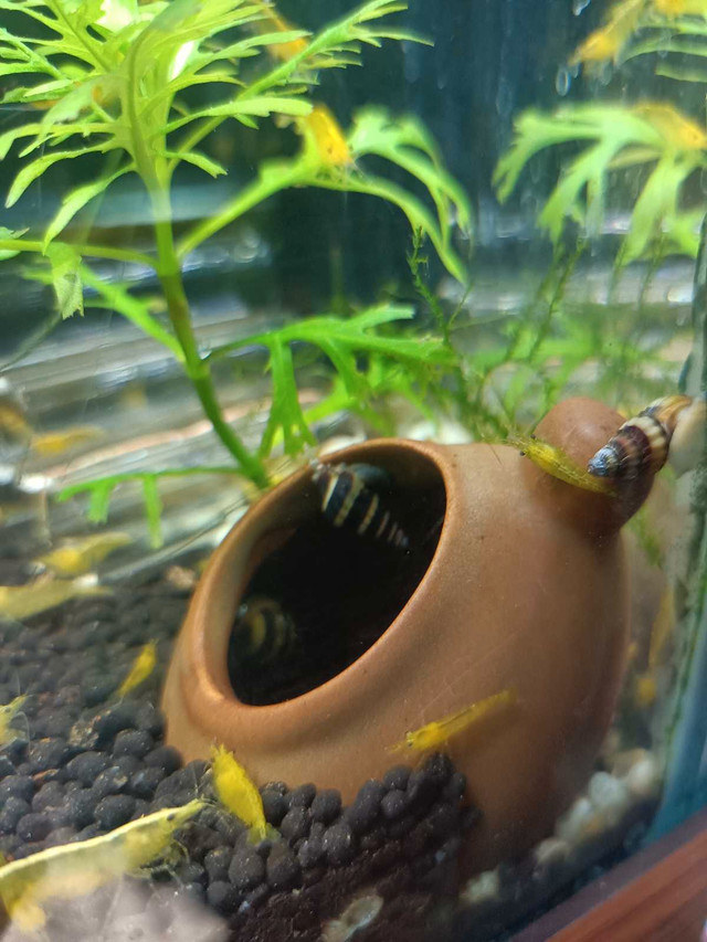 Assassin snails  in Fish for Rehoming in Peterborough