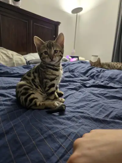 F5 SAVANNAH KITTEN, View more