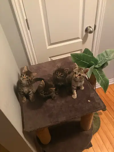 2 months kittens bengal mixed, View more