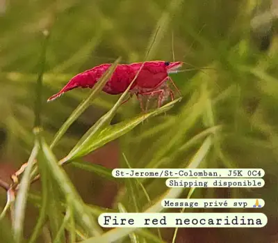 Fire red shrimp crevette (not available/non disponible), View more