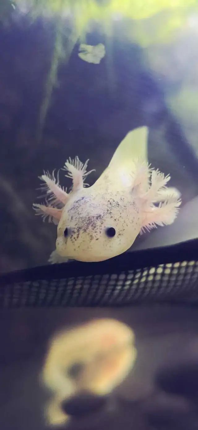 Axolotls for SALE! in Reptiles & Amphibians for Rehoming in Mississauga / Peel Region - Image 3