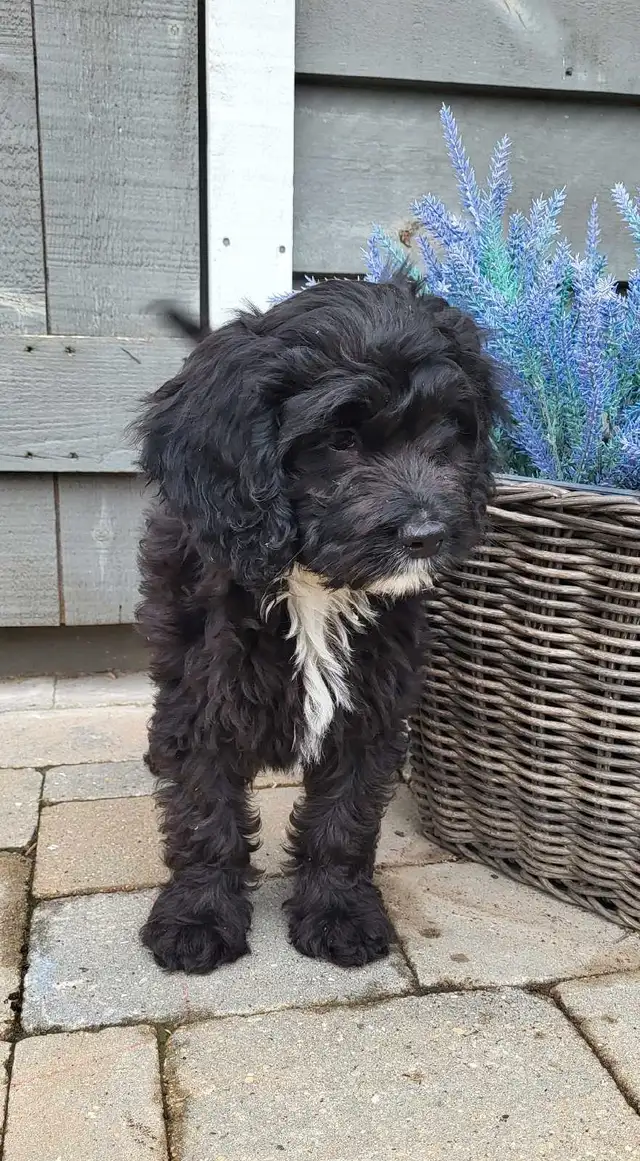 Adorable Cockapoo Puppies in Dogs & Puppies for Rehoming in Woodstock - Image 7