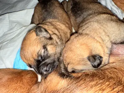 Powerful, strong Puppies for sale, View more