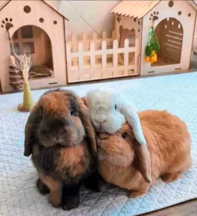 Expert Rabbit Boarding + Training 5XL Fully Prvt Rooms 24/7 Care, View more