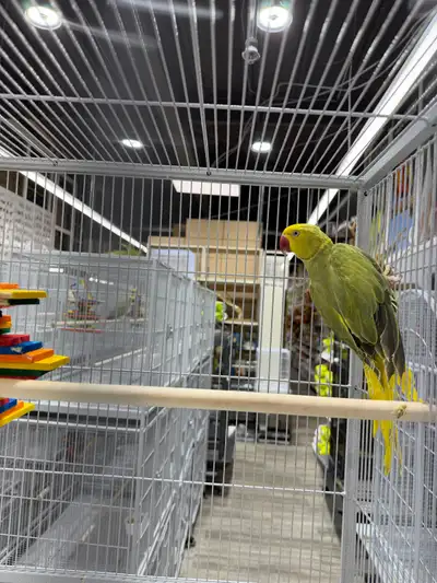 High-end Ringneck - Please google or use chatgpt to understand the mutation. Beautiful Indian Ringne...