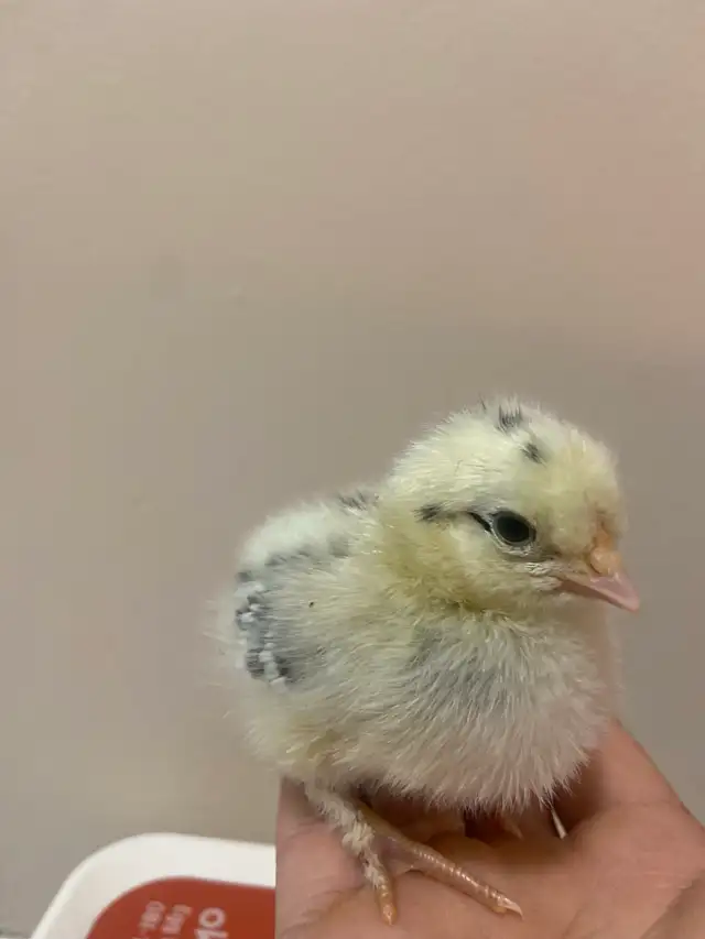 baby chicks in Birds for Rehoming in Delta/Surrey/Langley - Image 5