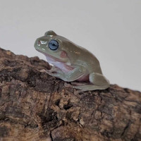 Big sale on our blue-eyed whites tree frogs for the month of may