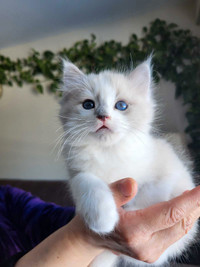 Meet Logan - a gorgeous purebred ragdoll kitten