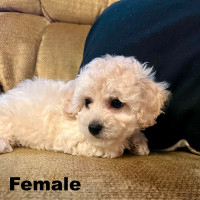 Beautiful Toy Poodle Pups