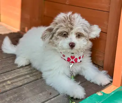 bichon maltais x caniche, View more