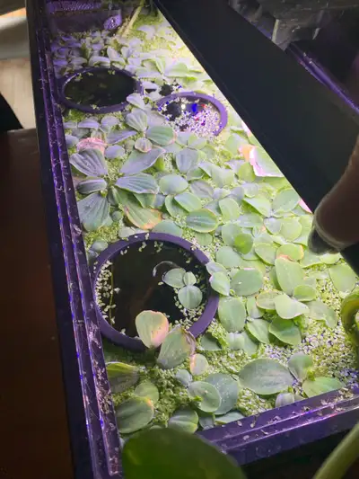 floating aquarium plants, View more
