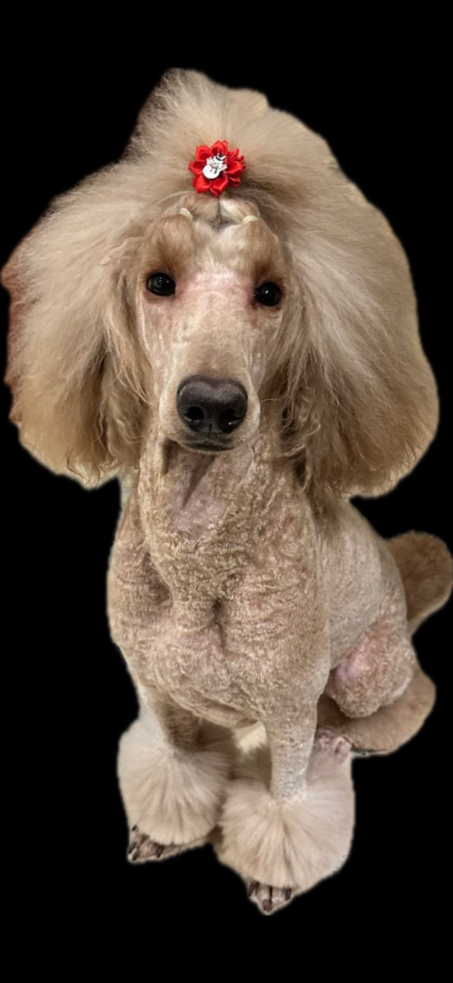 PUREBREAD STANDARD  POODLE PUPPIES in Dogs & Puppies for Rehoming in Calgary - Image 4