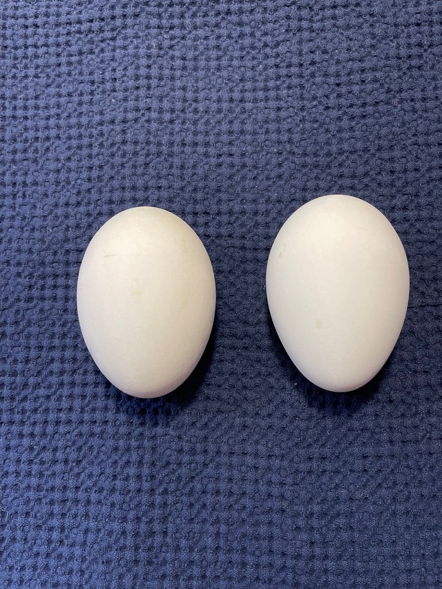 Goose Eggs in Livestock in Ottawa