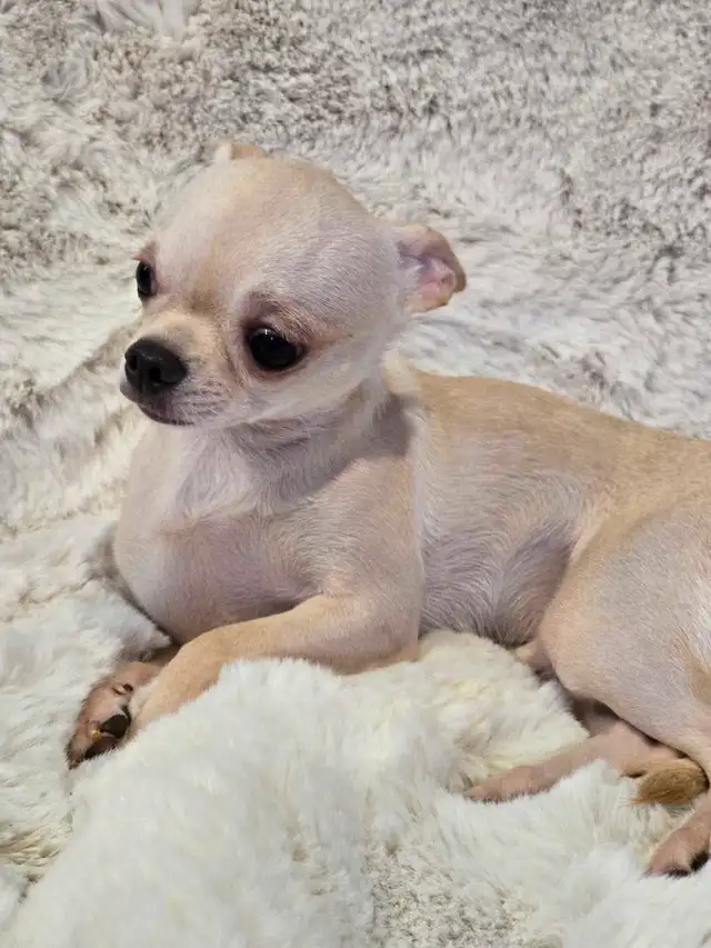 CHIHUAHUA MALE/2FEMELLE DÉNIERE PORTÉ D QUALITÉ/2 FRENCHTON MALE in Dogs & Puppies for Rehoming in City of Montréal - Image 7