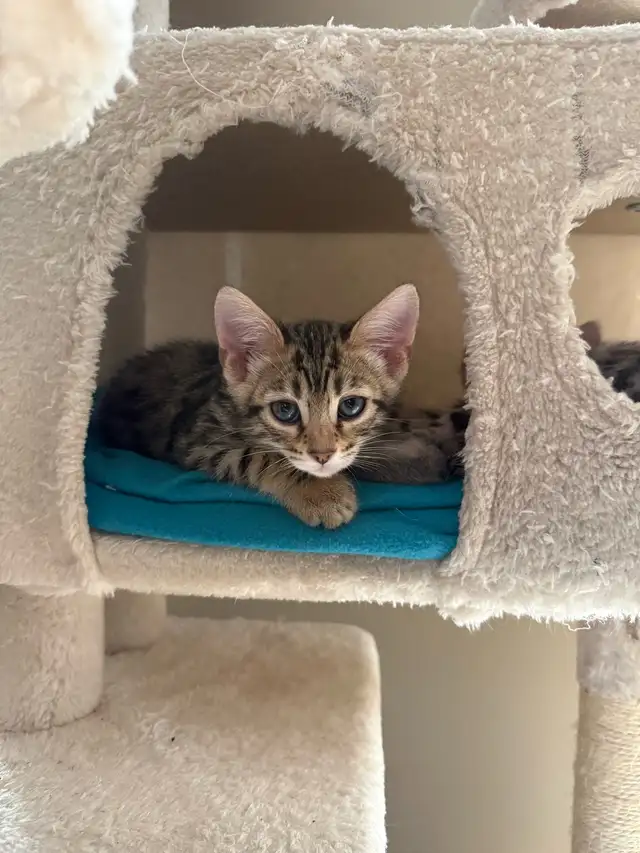 bengal Kittens  in Cats & Kittens for Rehoming in Calgary - Image 2
