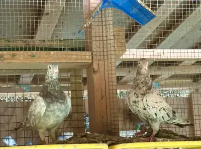 pigeon racing , View more
