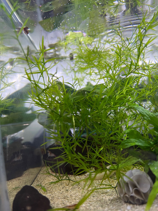 Guppy grass in Fish for Rehoming in La Ronge