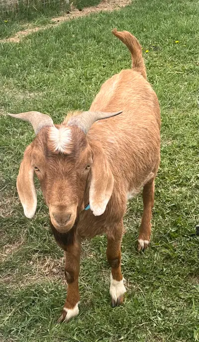 Buck & buckling for sale, View more