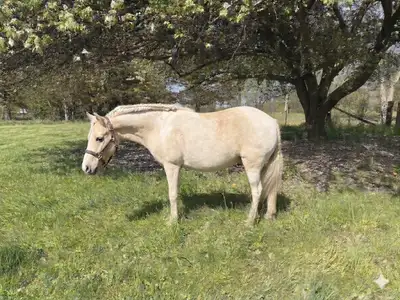 10hh pony , View more