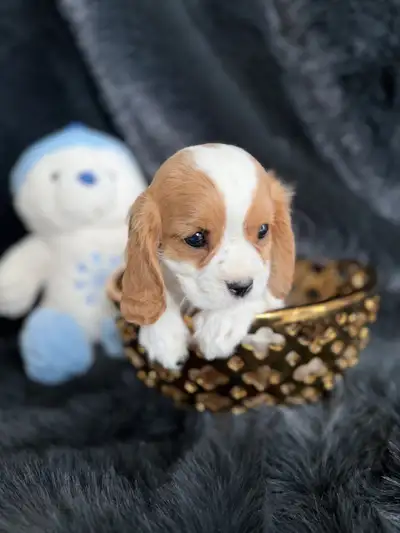 Cavalier King Charles Spaniel Puppies, View more