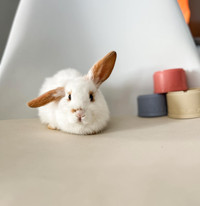 Rascally Rabbit Rescue - Dodie!
