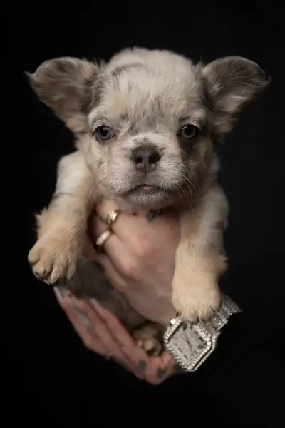 Elite Fluffy French Bulldog Puppies   Rare Colors / Big Rope, View more