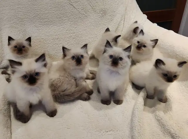 Top‑Quality Ragdoll Male Stud❤️