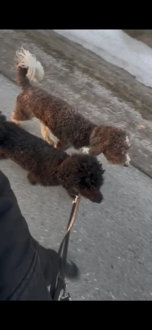 ♥️Darling Female Standard Poodle ♥️ in Dogs & Puppies for Rehoming in Owen Sound - Image 5
