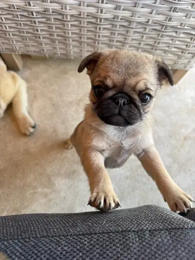 Beautiful Homegrown Pugs, View more