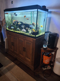 Fish Tank and  Custom Stand