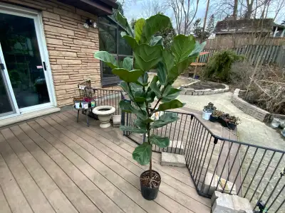 10"Ficus Fiddle leaf fig/ 6feet / Clearance $95, View more