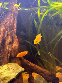 5 yellow cichlids 