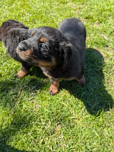 Five German rotti's for sale only serious inquiries only all females