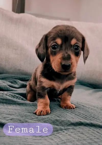 Dachshund puppies, View more