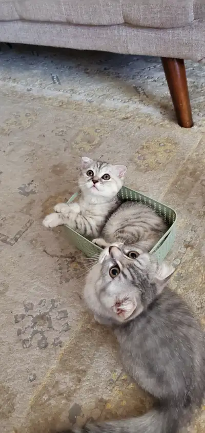 We have 3 beautiful girls with great personalities ready to join new loving family!! Their mother is...