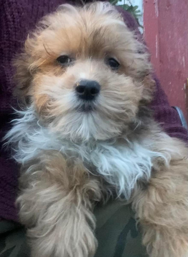 Teddybear Morkie Puppies: in Dogs & Puppies for Rehoming in Oshawa / Durham Region - Image 2