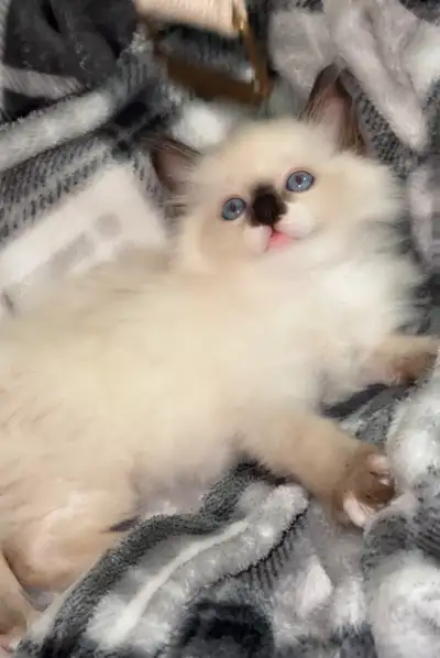 finding a good family for my kittens , View more