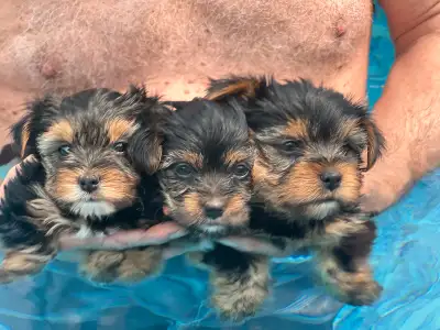 Bonjour Nos Yorkshire Terrier Pepper et Taco ont eu trois bébés en pleine santé. Un mâle (1000$) et...