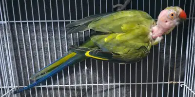 Green Pied Indian Ringneck Female, View more