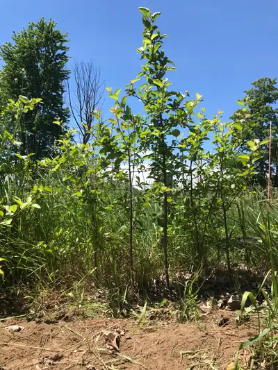 Apple trees $15 each 10 trees available.