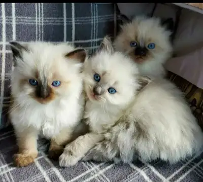 Wait List is now open ! We are now excepting names for our beautiful Ragdoll kittens, Our kittens wi...