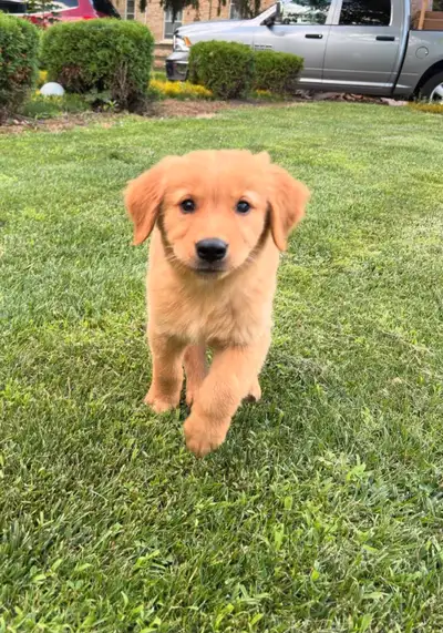 Check Our Page - Golden Retriever Puppies - After Your Holiday, View more