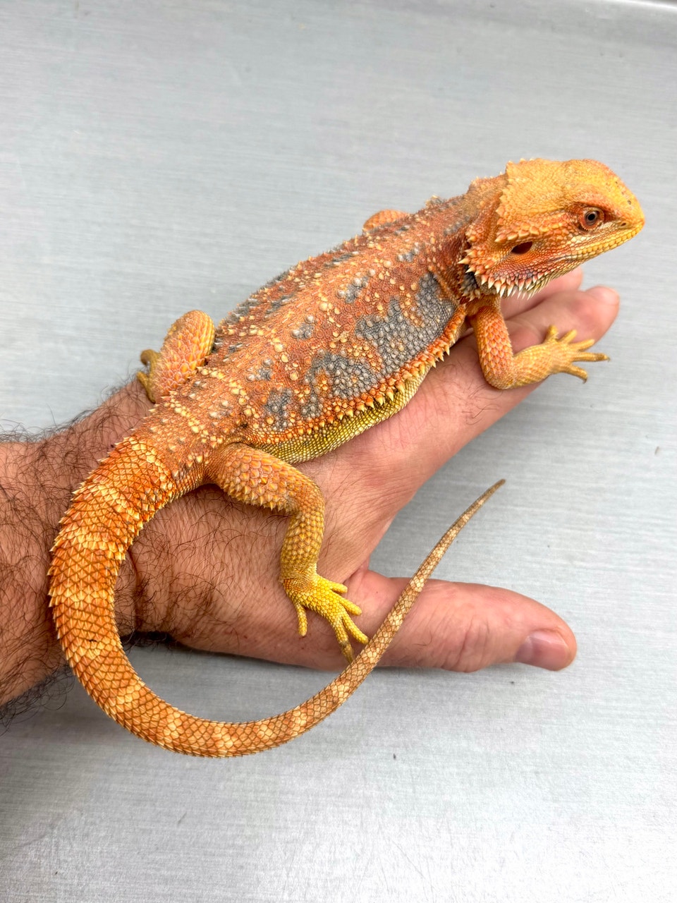Bearded Dragon | Reptiles & Amphibians for Rehoming | Moncton | Free ...