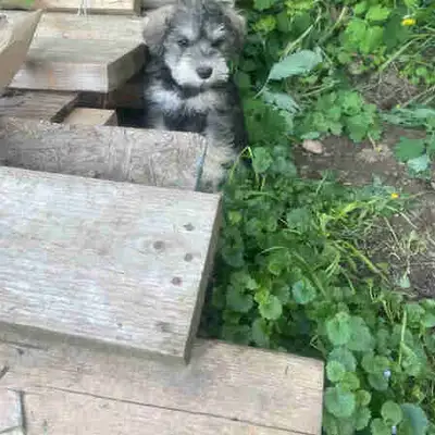 mini schnauzer puppies, View more