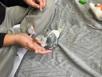 Baby Alexandrine Parrots, View more
