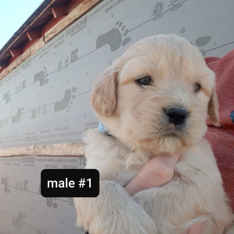 Shih Tzu cross puppies available Dogs & Puppies for Rehoming