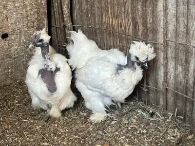 SHOWGIRL SILKIES, View more